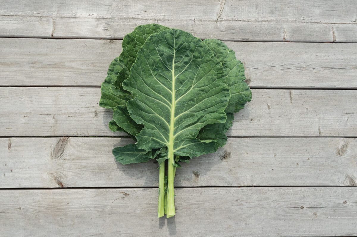 Cash Crop – Georgia Collard Seeds