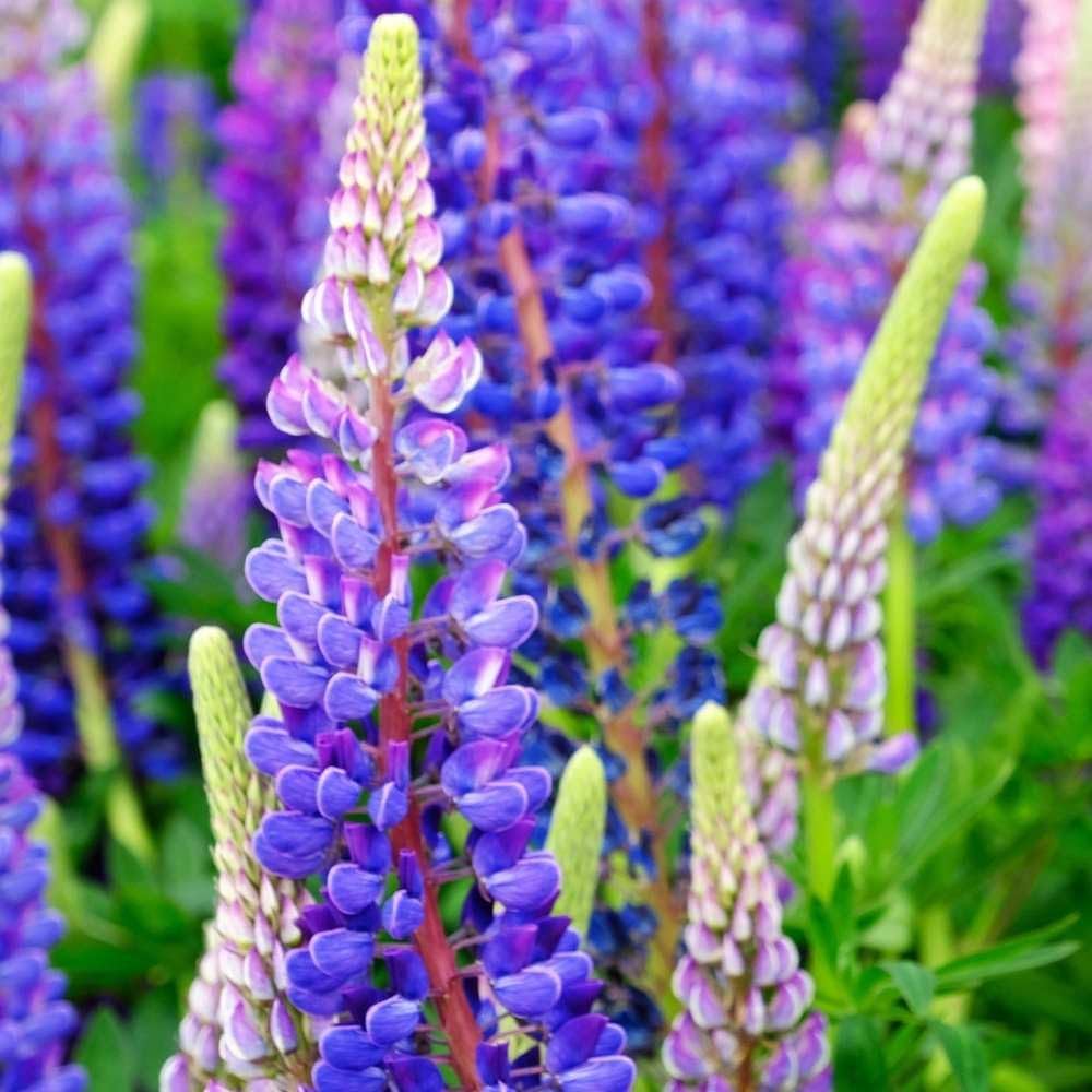 Lupine Blossoms - Seeds