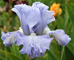 Double Bubble Bearded Iris