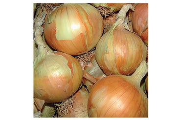 Gabriella – Organic Onion Seed