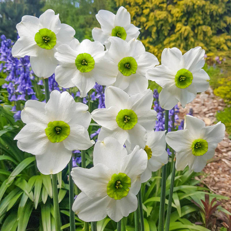 Sinopel Daffodil Seeds