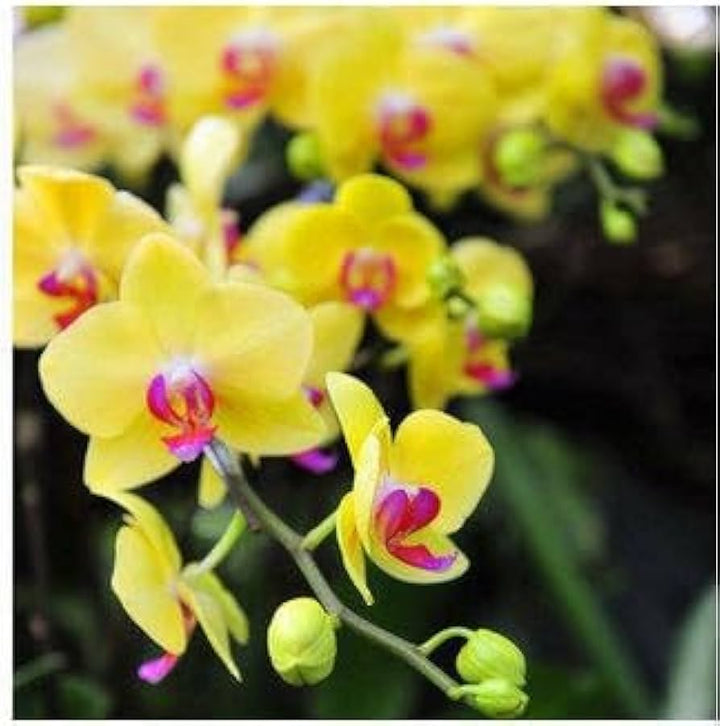 Heirloom Yellow Pink Phalaenopsis Orchid Flower Seeds – Non-GMO Exotic Blooms for Planting