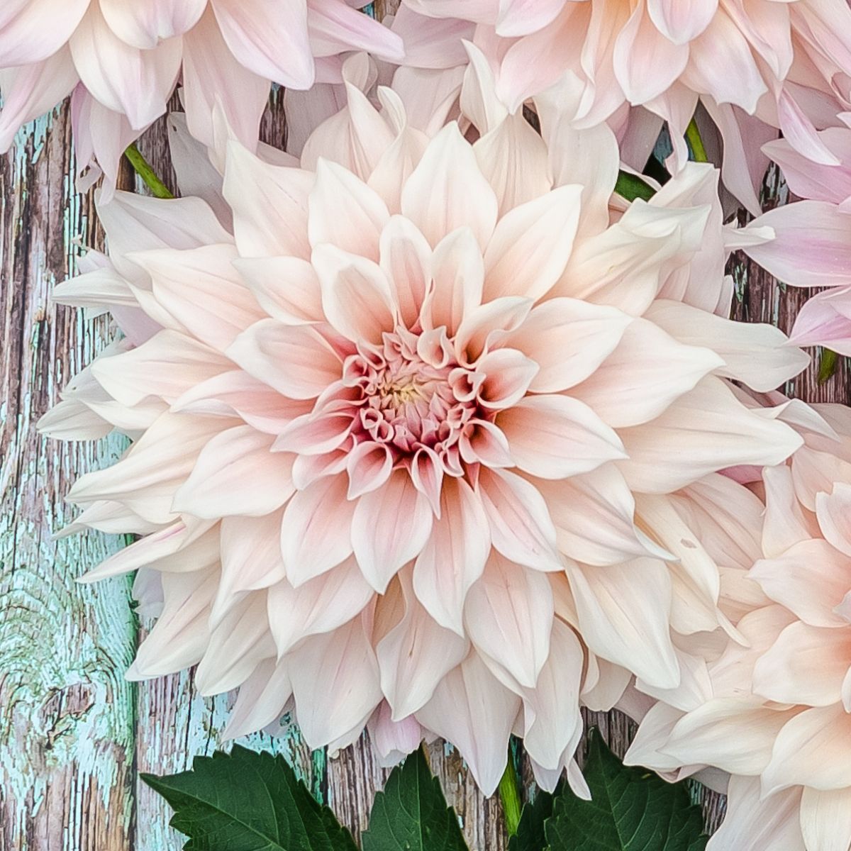 Dahlia- Cafe au Lait (Tuber)