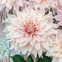 Dahlia- Cafe au Lait (Tuber)