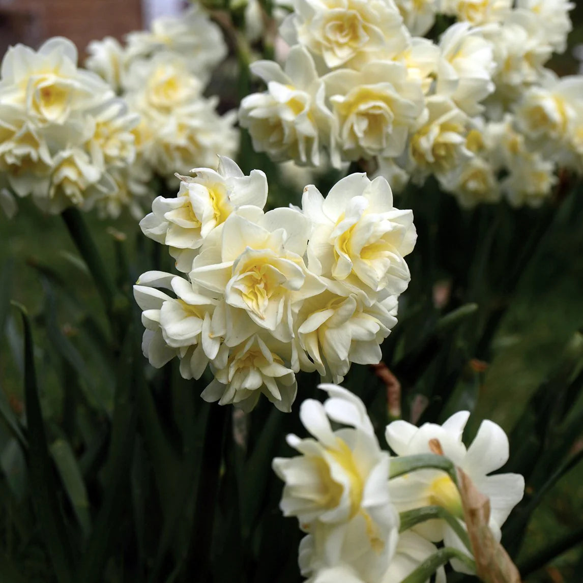 Jonquil- Erlicheer