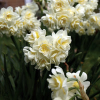 Jonquil- Erlicheer