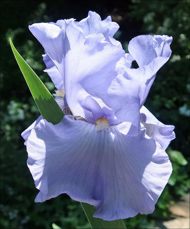 Renascent Reblooming Bearded Iris