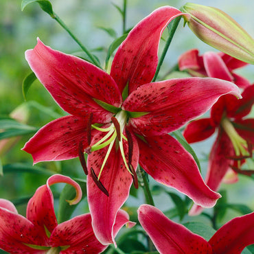 Oriental Lily- Miss Feya