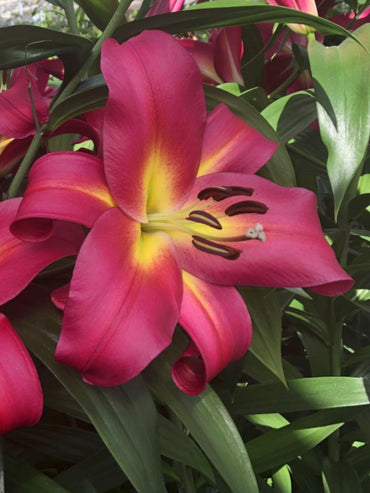 Empoli Lily Tree Seeds