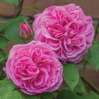 Rose- Gertrude Jekyll