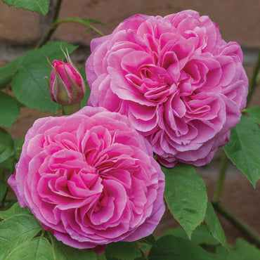 Rose- Gertrude Jekyll