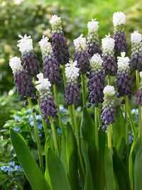 Grape Ice Grape Hyacinth Seeds