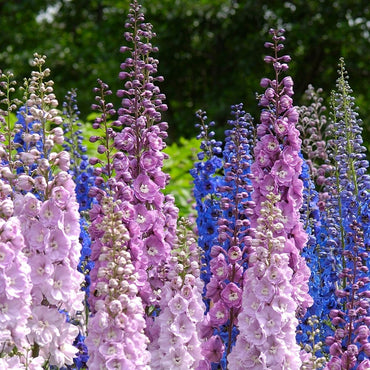 Delphinium- Connecticut Yankees