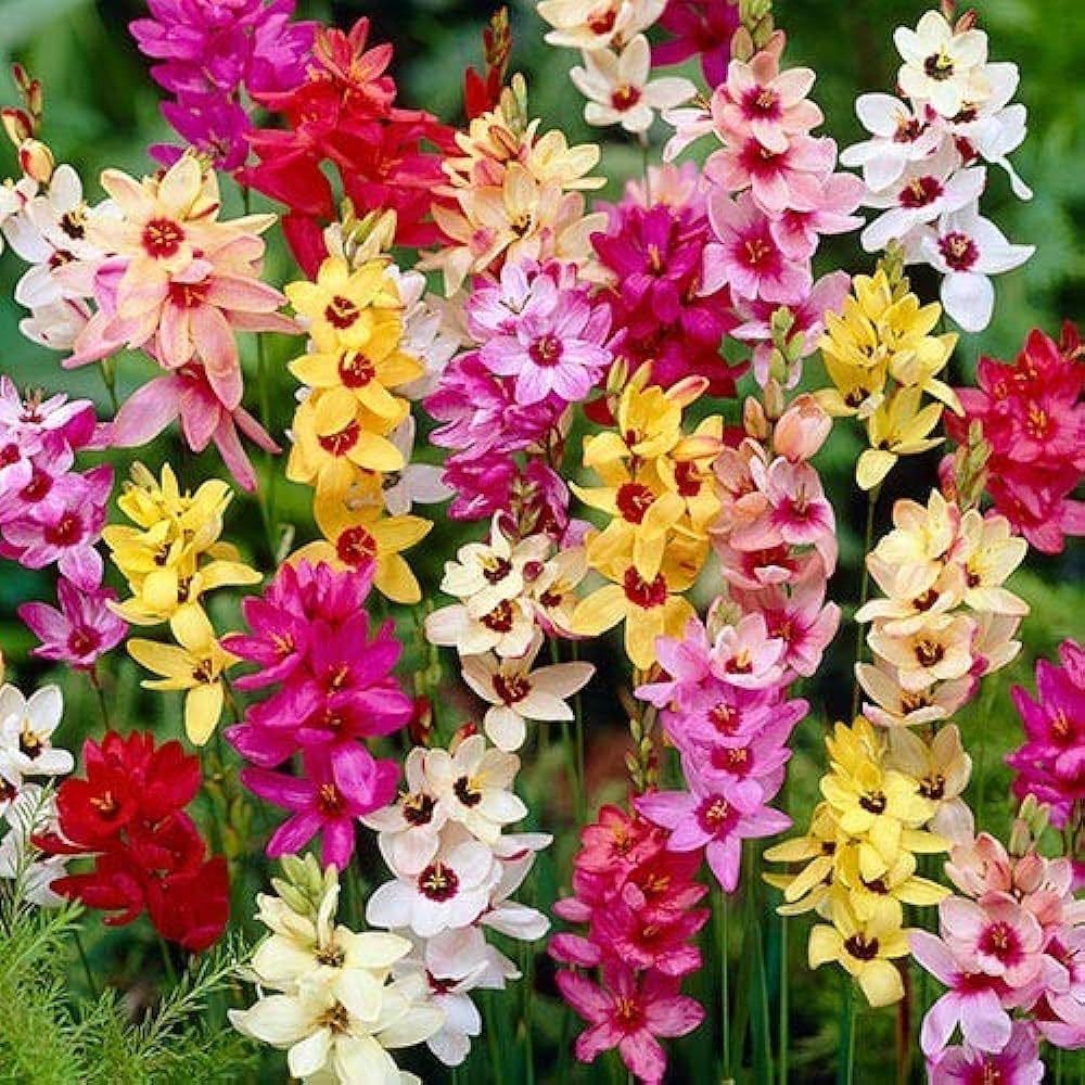 Ixia- Mixed
