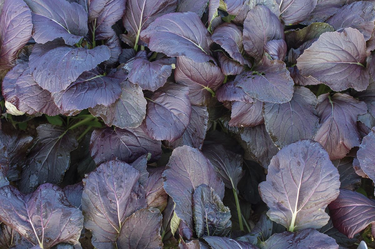 Red Kingdom – Asian Green Seed