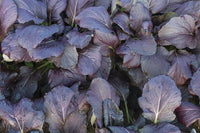 Red Kingdom – Asian Green Seed