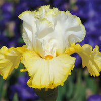 Kissed by the Sun Bearded Iris