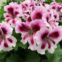 Organic Purple White Geranium Flower Seeds for Planting – Heirloom, Non-GMO
