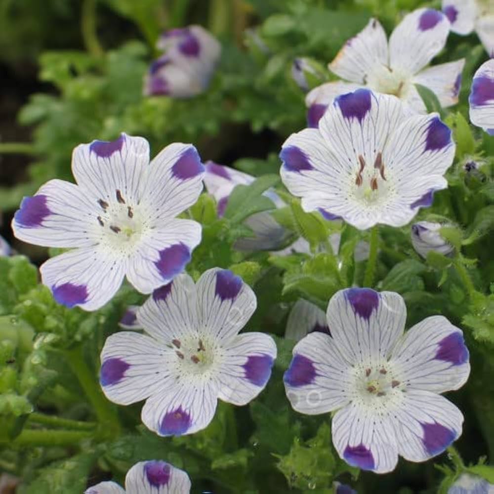 Heirloom Non-GMO White Blue Maculata Flower Seeds for Garden Planting – Striking Bicolor Blooms