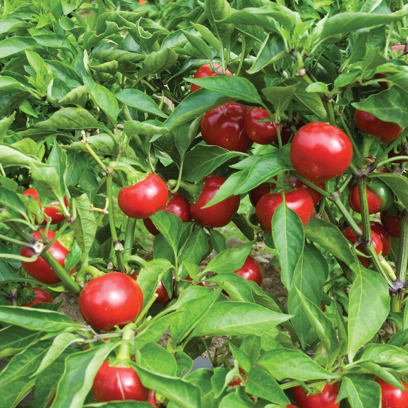 Capperino – Hot Cherry Pepper Seed