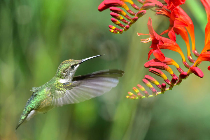 Hummingbird Flower Seeds – Heirloom, Non-GMO, Nectar-Rich Blooms to Attract Pollinators in Garden Planting