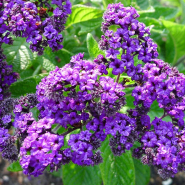 Heirloom Heliotrope Marine Flower Seeds, Non-GMO Fragrant Purple Blooms for Pollinator Garden Planting