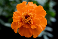 Orange Carnation Flower Seeds for Garden and Pot Planting