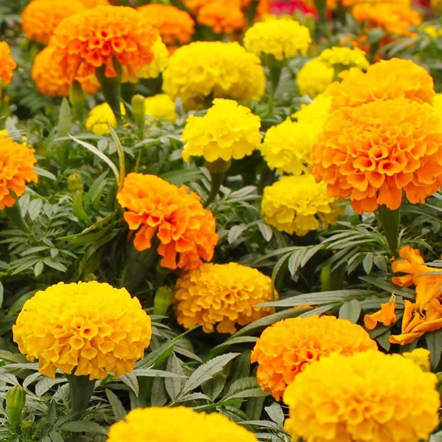 Marigold, African- Calando Mix
