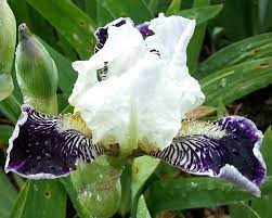 Frosted Velvet Dwarf Bearded Iris