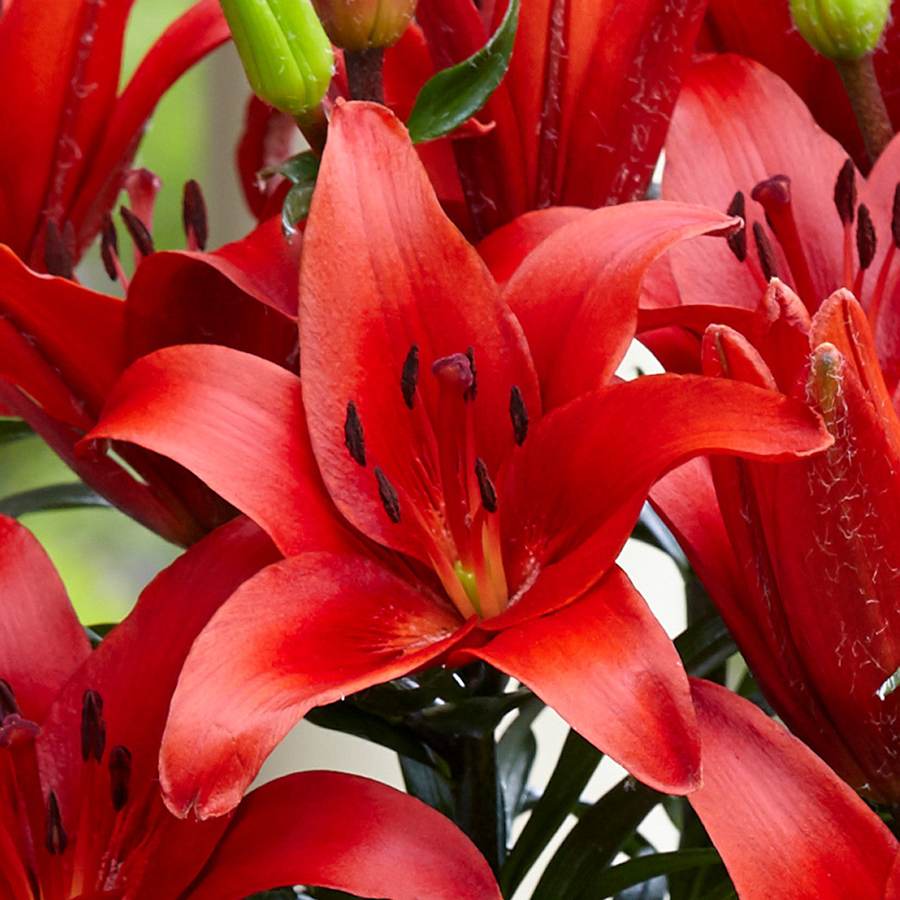 Pot Asiatic Lily- Blushing Joy