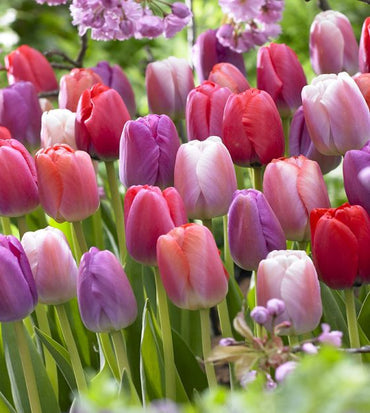 Pride Tulip Mixture Seeds