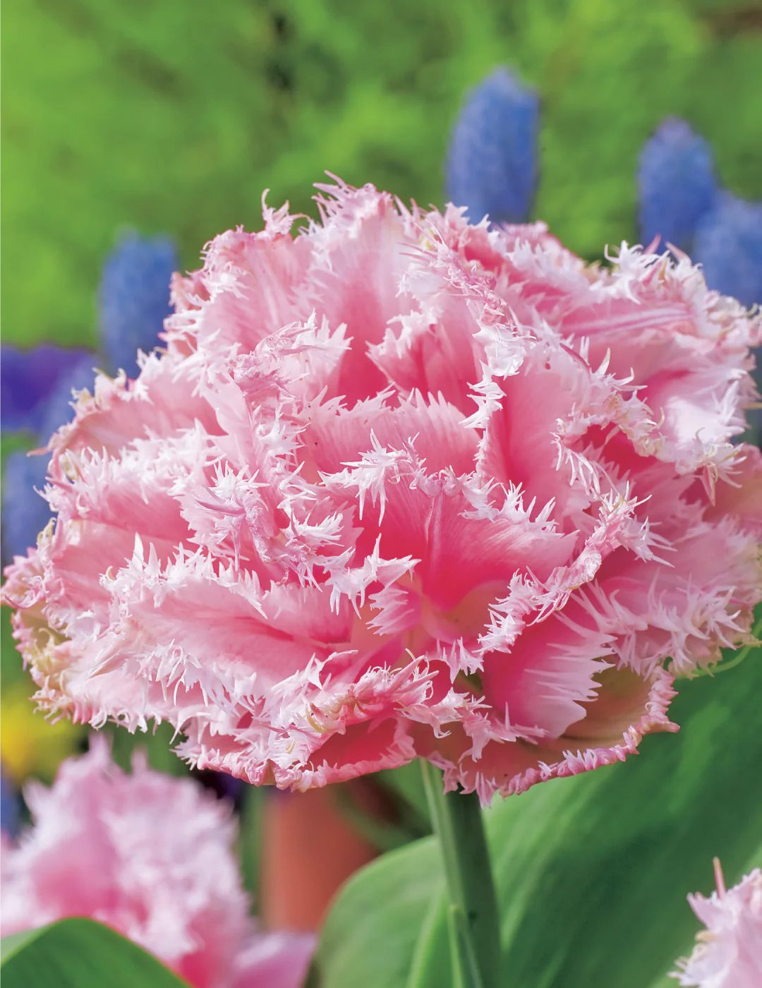 Queensland Tulip Seeds