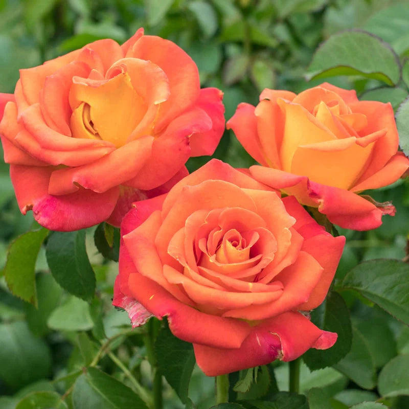 Burst of Joy Floribunda Rose