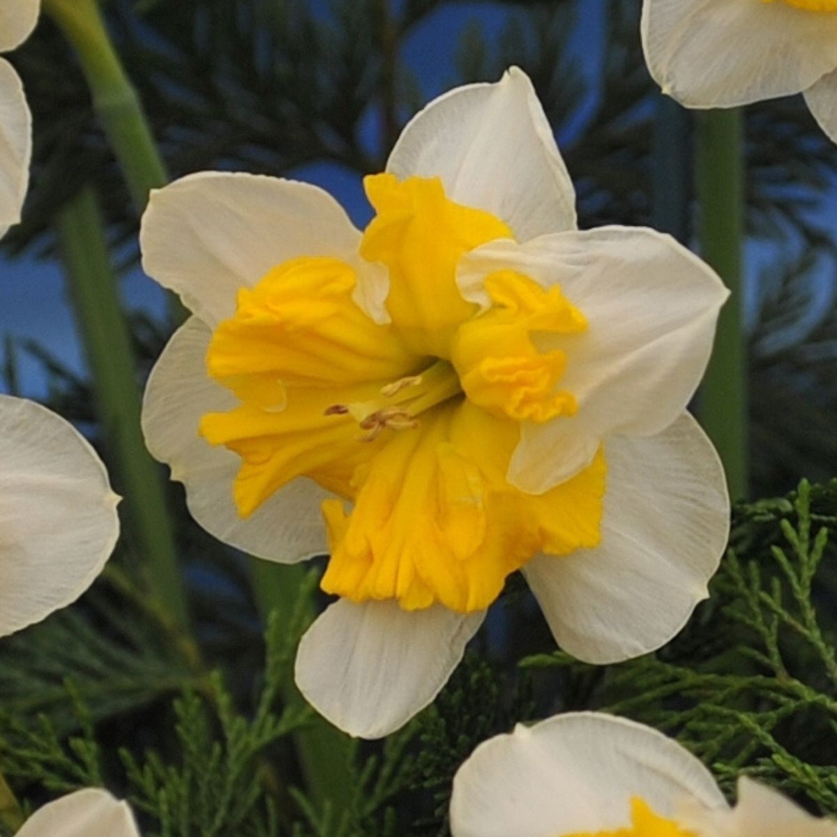 Butterfly Daffodil- Pick Up