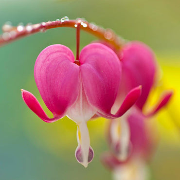 Heirloom Non-GMO Bleeding Heart Flower Seeds for Romantic Garden Borders and Unique Bloom Displays