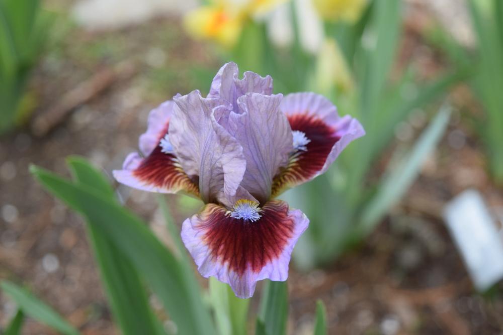 Going in Circles Dwarf Bearded Iris