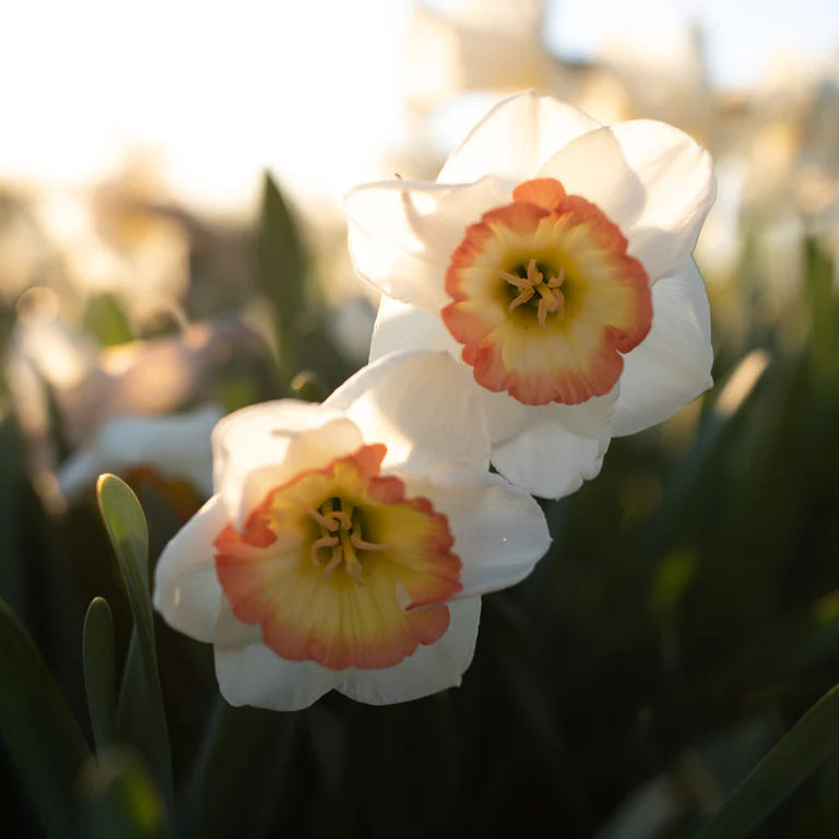 Night Cap Daffodil Seeds