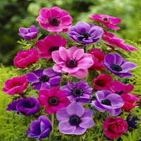 Heirloom Anemone Flower Seeds, Non-GMO Vibrant Spring Blooms for Decorative Garden Planting