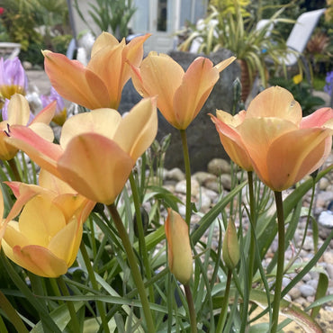Bronze Charm Tulip Seeds