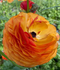 Ranunculus- Elegance Clementine 03-8