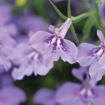 Lobelia- Twilight Lilac