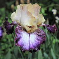 Margin Call Bearded Iris