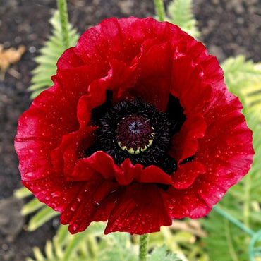 Heartbeat Oriental Poppy