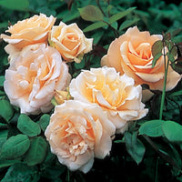 Rose- Apricot Nectar
