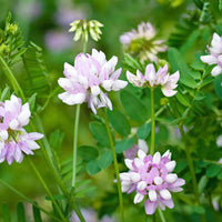 Heirloom Non-GMO Violet Crown Vetch Flower Seeds for Ground Cover and Pollinator Garden Planting