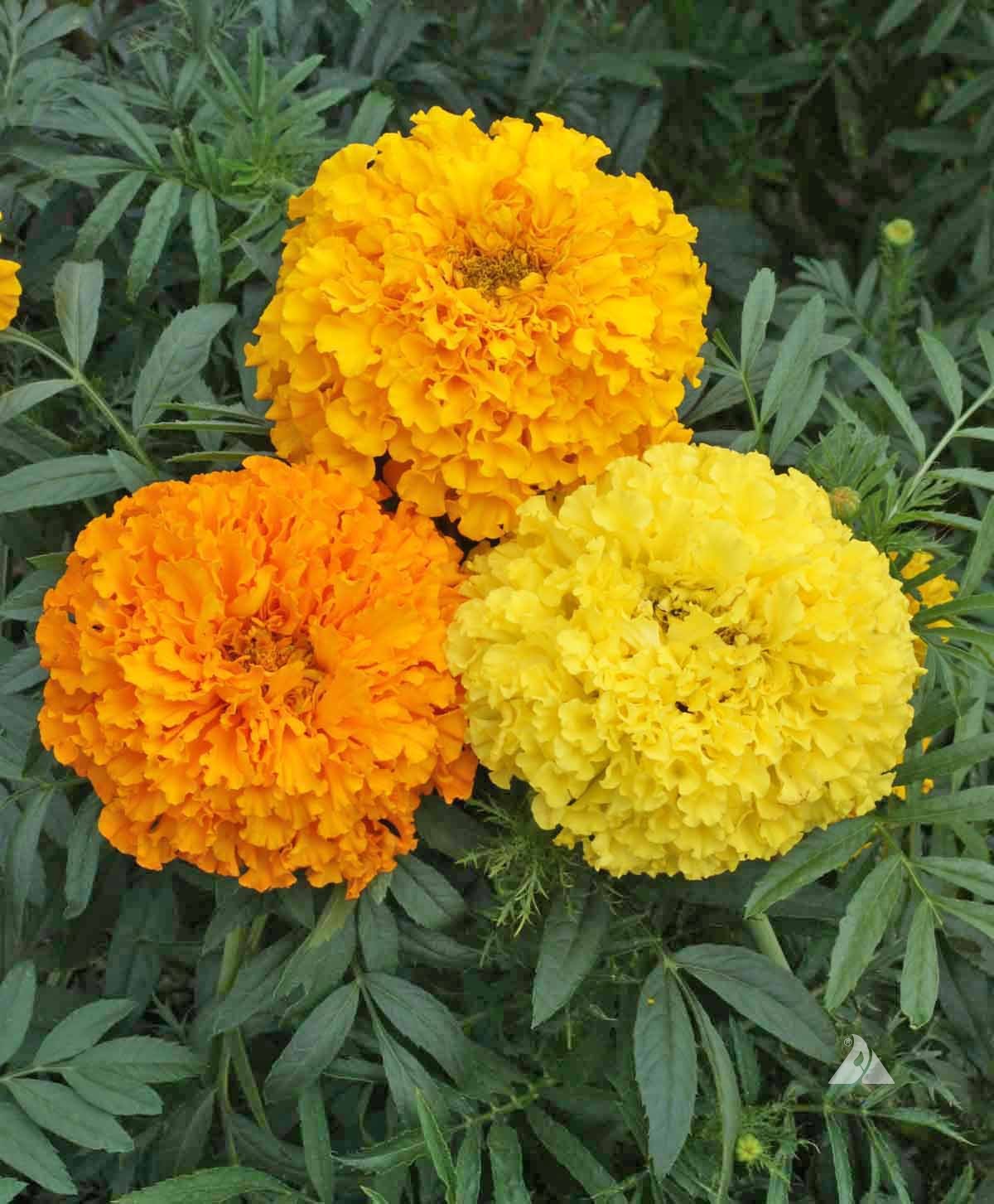 Marigold, African- Crackerjack