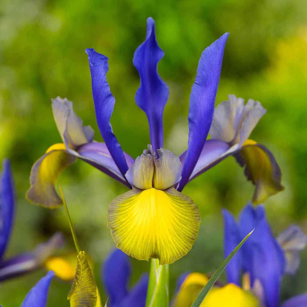 Miss Saigon Dutch Iris Seeds