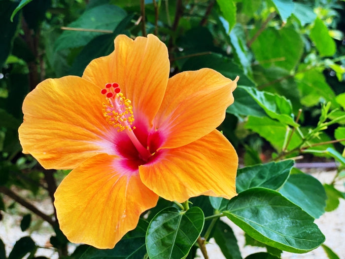 Heirloom Non-GMO Hibiscus Flower Seeds for Planting – Exotic Vibrant Blooms
