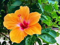 Heirloom Non-GMO Hibiscus Flower Seeds for Planting – Exotic Vibrant Blooms