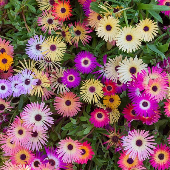 Livingstone Daisy Mix
